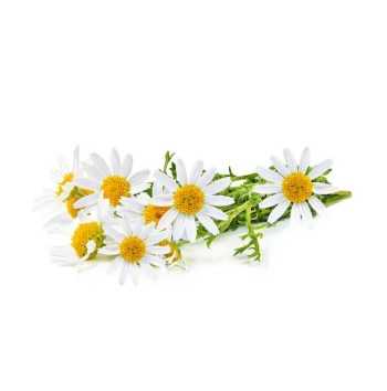 Chamomile Intimate Cleanser 250 ml | Gentle and Vegan